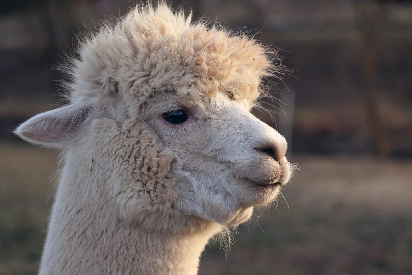 Practical Guide to Running Open-Weight Large Language Models Locally Using Ollama and Open WebUI