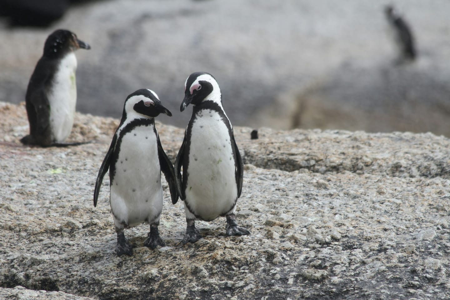 Benchmarking GenAI Models for Penguin Species Prediction: Grok 3, DeepSeek-V3, and Qwen2.5-Max Delivered Top Results
