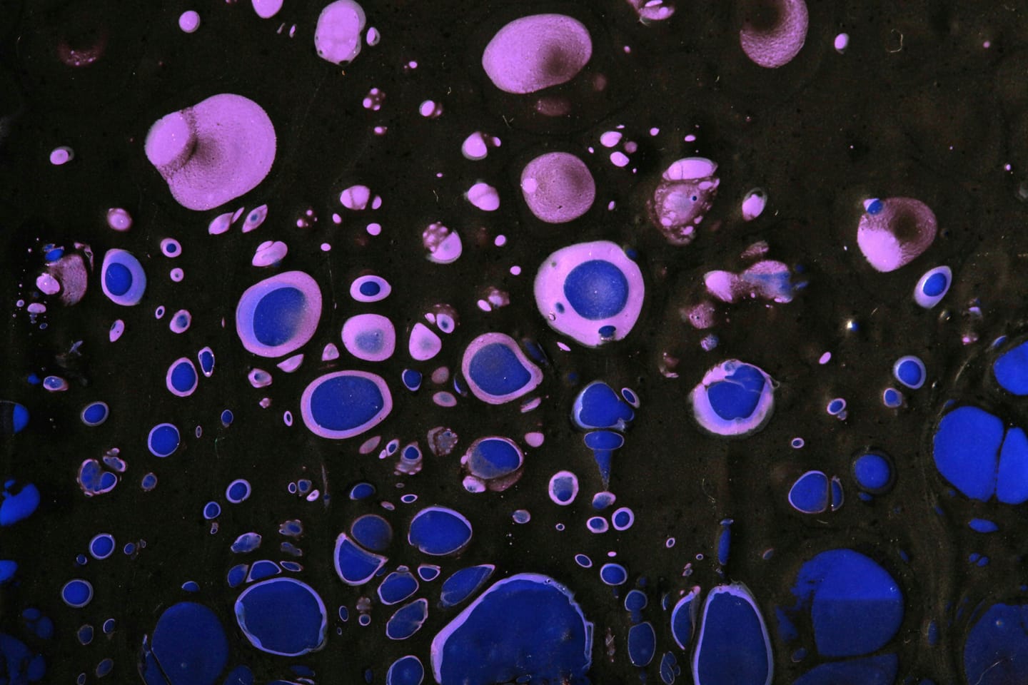 Prompt-Based Hamster Ovary Cell Segmentation with OpenAI o4-mini-high on Microscopy Images