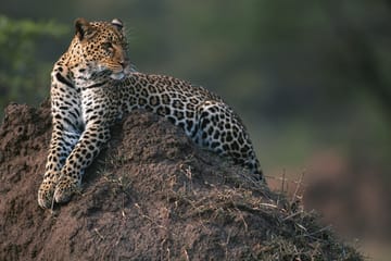 Prompt-Driven Video Analysis of Animal Behaviour Using Gemini 2.5 Pro in Google AI Studio and via API