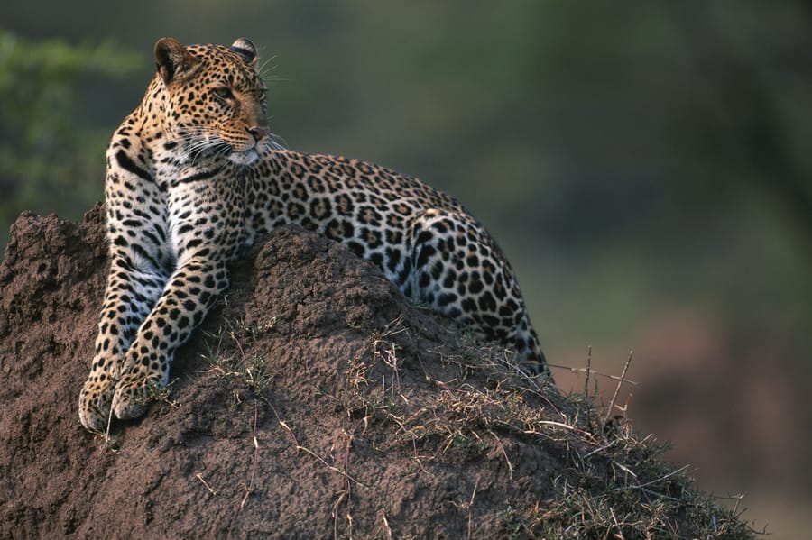 Prompt-Driven Video Analysis of Animal Behaviour Using Gemini 2.5 Pro in Google AI Studio and via API